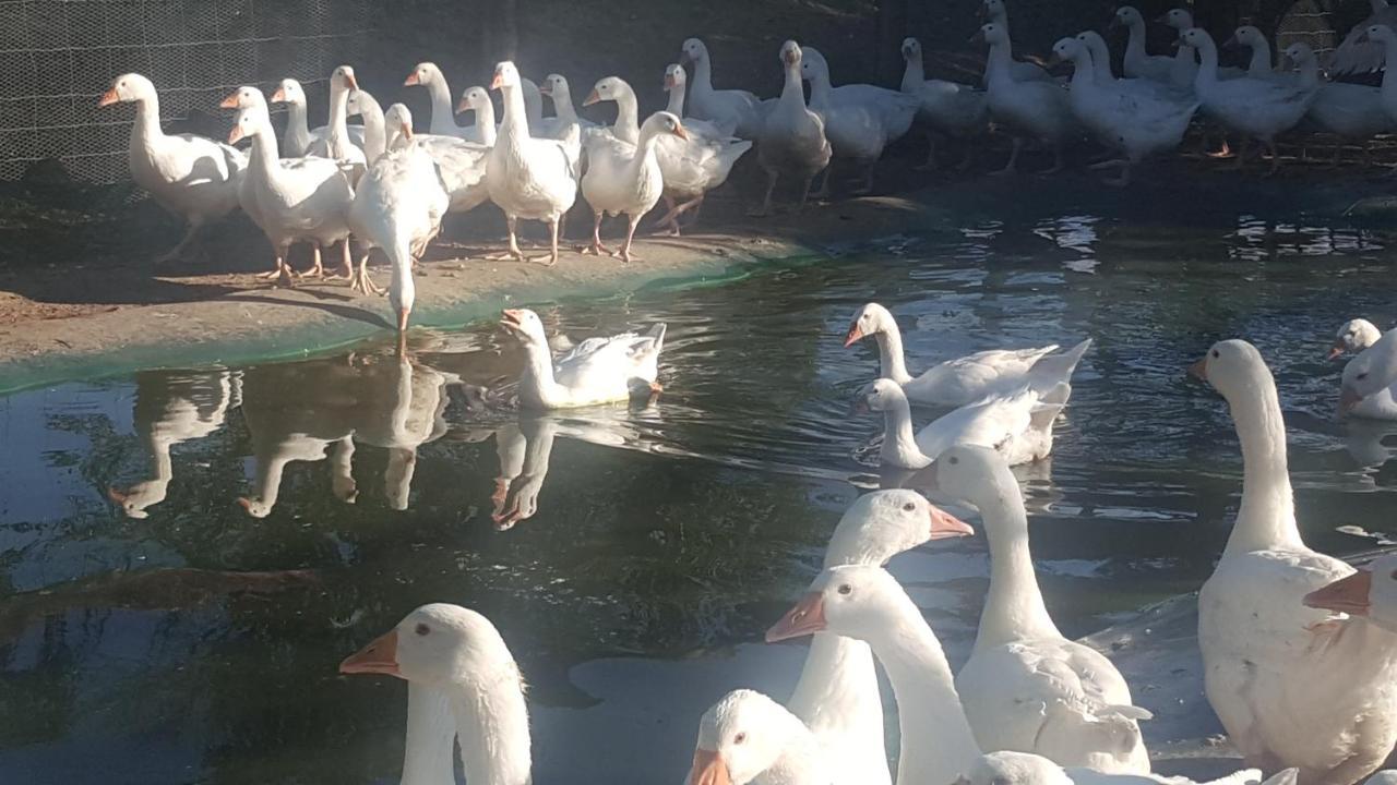 U Durkovych Casa de hóspedes Zabokreky Nad Nitrou Exterior foto